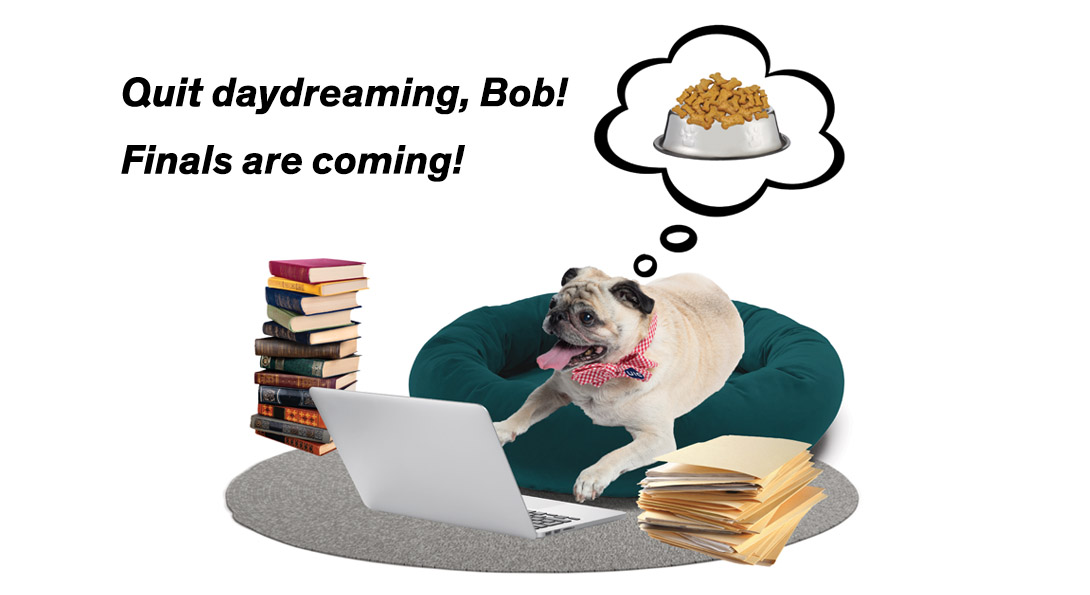 AmbassaDogBob, a pug, sitting on a green dog bed while looking at a laptop and surrounded by books and files, but thinking about a dog bowl overflowing with bone shaped dog biscuits. Quit daydreaming, Bob! Finals are coming!