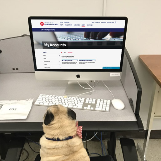 UIC Library AmbassaDogBob, a tan pug with black ears, sitting at a computer table in front of a screen displaying the 'My Accounts' page of the Library's website.