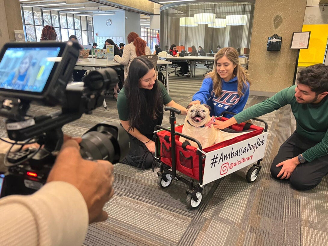 The Library mascot Ambassadog Bob in a wagon, in the IDEA Commons, getting pets from three people kneeling on the floor; a camera is shown recording their interaction.